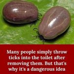 Many People Throw Away Ticks After Removal In The Toilet