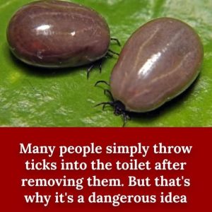 Many People Throw Away Ticks After Removal In The Toilet