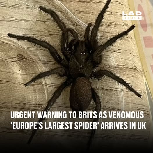 Urgent warning to Brits as venomous ‘Europe’s largest spider’ arrives in UK