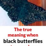 True meaning when black butterflies visit you