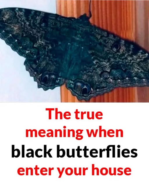 True meaning when black butterflies visit you