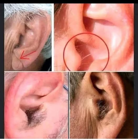 Did you know that if your ear hairs grow, it is because your body is