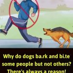 Why do dogs ba.rk and bi.te some people but not others? There’s always a reason!