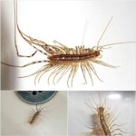 The Unlikely Hero of Your Home: Why You Should Spare the House Centipede