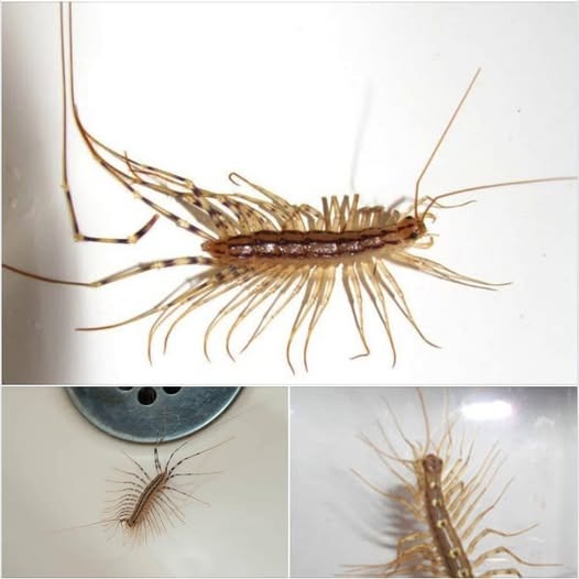 The Unlikely Hero of Your Home: Why You Should Spare the House Centipede