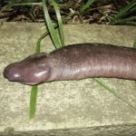 ‘Man-aconda’ stuns the world: Unveiling the astonishing tale of the eye-striking phenomenon