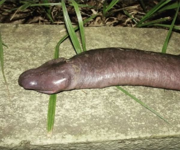 ‘Man-aconda’ stuns the world: Unveiling the astonishing tale of the eye-striking phenomenon