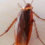 😱Did you know that if these arrive at your house it is a SIGN that…See more