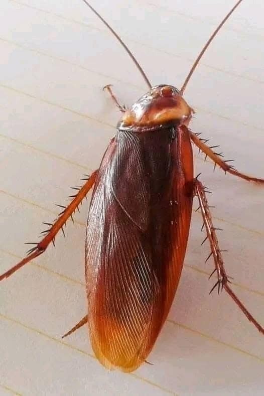 😱Did you know that if these arrive at your house it is a SIGN that…See more