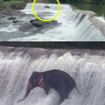 Wild elephant swept away by a flood