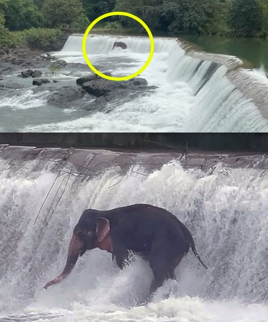 Wild elephant swept away by a flood