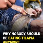 The Benefits and Potential Dangers of Eating Tilapia Fish
