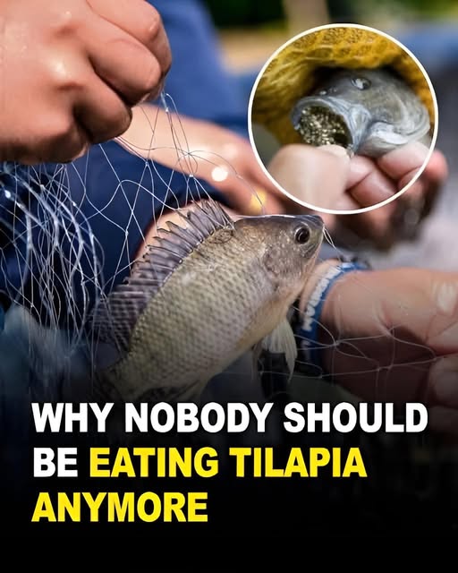 The Benefits and Potential Dangers of Eating Tilapia Fish