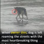 Her owner died and now she wanders the streets carrying her favorite stuffed animal
