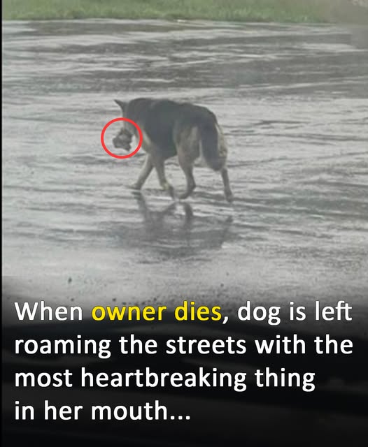 Her owner died and now she wanders the streets carrying her favorite stuffed animal