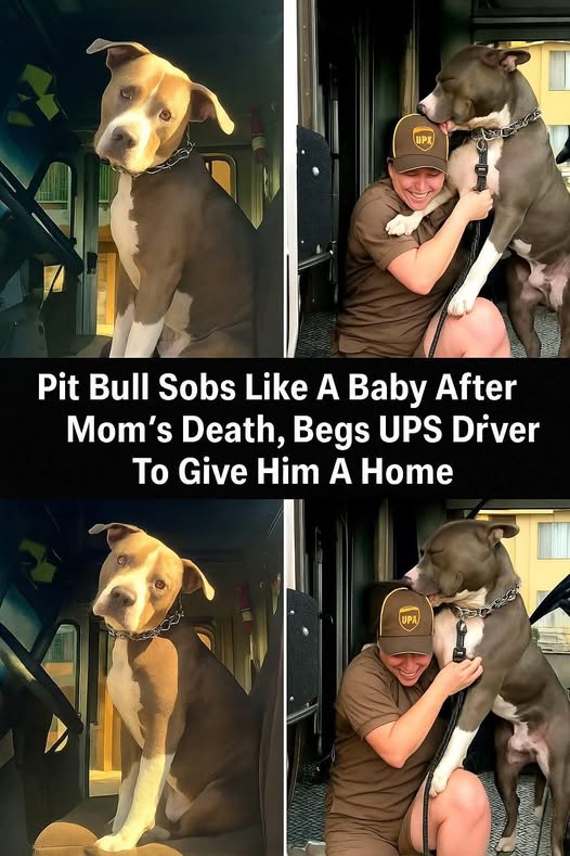 Pit Bull Sobs Like A Baby After Mom’s Death, Begs UPS Driver To Give Him A Home