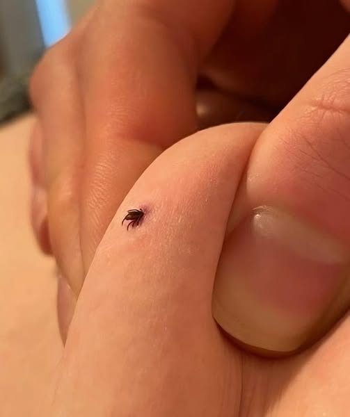 Can anyone tell if this is a tick or not? I also found two of these in my house living room where I have a dog. Is my house infested?