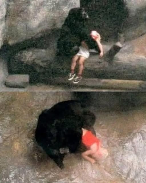 When a Child Fell, She Did the Unthinkable — Binti Jua’s Brave Moment Stunned Millions