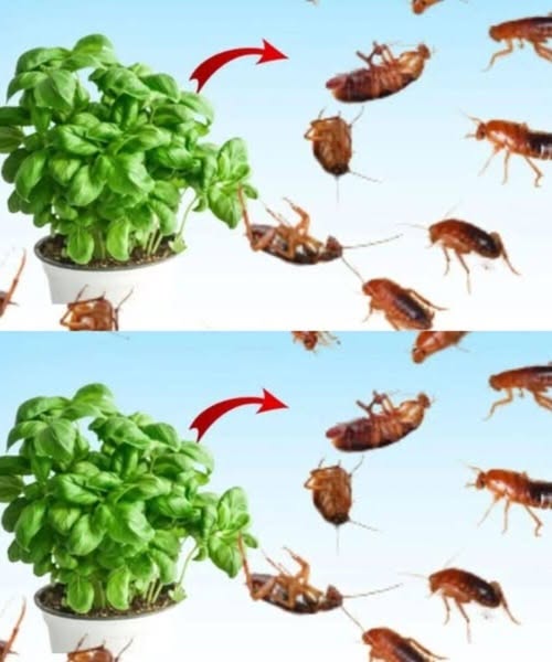 Put this for 1 hour in your house, you will never see flies, mosquitoes or cockroaches again