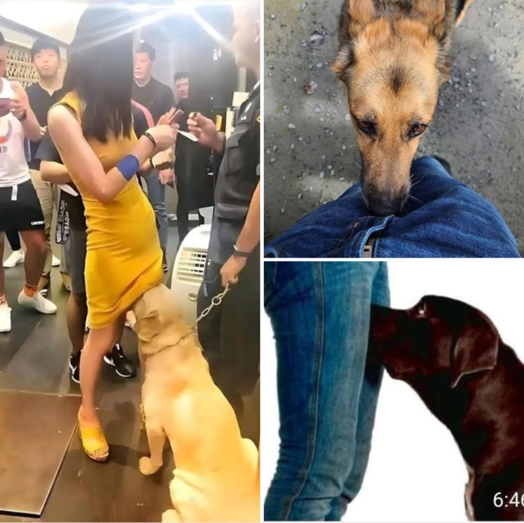 Why Do Dogs Sniff Your Genital Area?