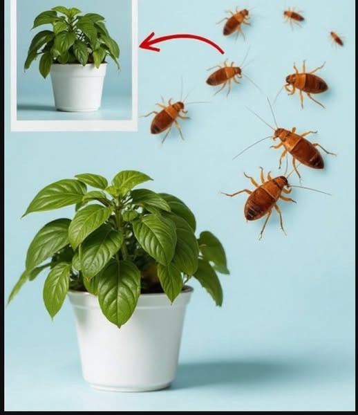 Put this for 1 hour in your house, you will never see flies, mosquitoes or cockroaches again