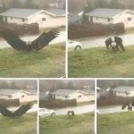 Giant Eagle captured in Bro…