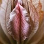 Best & BUTFUL Flower