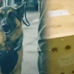 The police dog, seeing this bag at the airport, began to whine and look at the border guard, attracting his attention Beirut’s Rafic Hariri International Airport, Lebanon’s sole passenger and cargo terminal, is constantly bustling with travelers and freight.