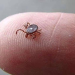 If You Notice This Insect, Take These Steps 🪳