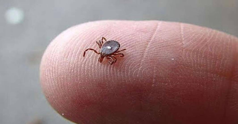 🚨Don’t overlook these small red spots on your arm – They could be important w.arning signs