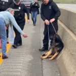 Courageous Roadside Rescue: Woman Helps Wounded German Shepherd on Busy Highway