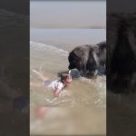 Dog Decides to Rescue Girl Playing in Ocean