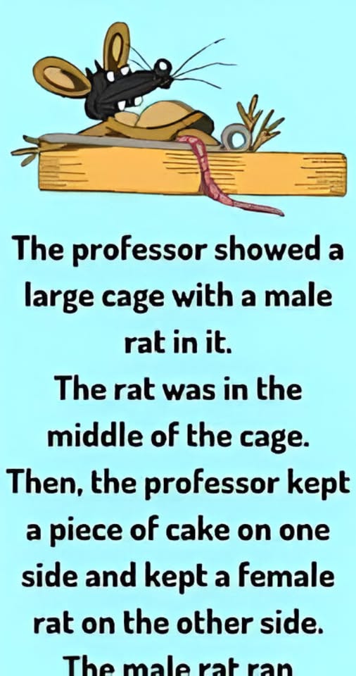 The Rat’s Real Priorities