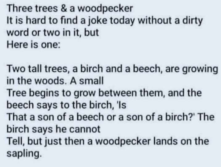 The Tale of Three Trees and a Nosy Woodpecker