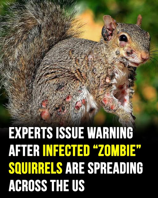 ‘Zombie Squirrels’ with oozing flesh terrify U.S. homeowners