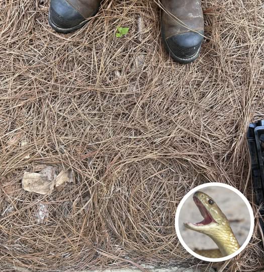 Only People With Sniper Vision Can Spot The Hidden Snake In This Photo