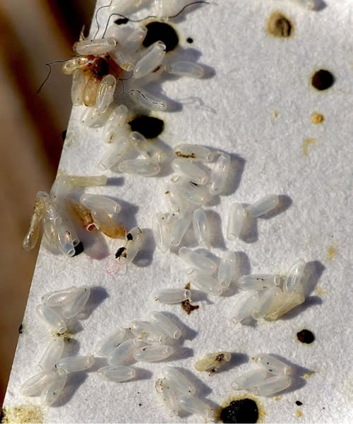 At First, I Thought It Was Nothing… Then I Looked Closer