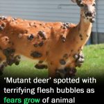 ‘Mutant deer’ with bubble skin sparks outbreak fears in US