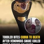Two-Year-Old Boy Bites Cobra To Death After Snake Coils Around His Hands In India