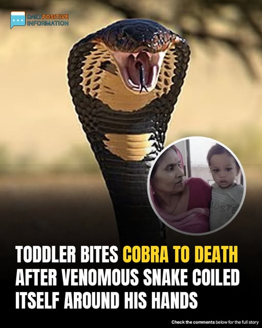 Two-Year-Old Boy Bites Cobra To Death After Snake Coils Around His Hands In India