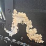 Under the back seat of my car, I noticed something very unusual that kept growing right before my eyes – I was shocked when I found out what it was